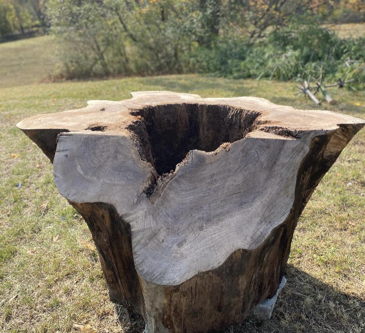 Hollow log section with natural weathered interior