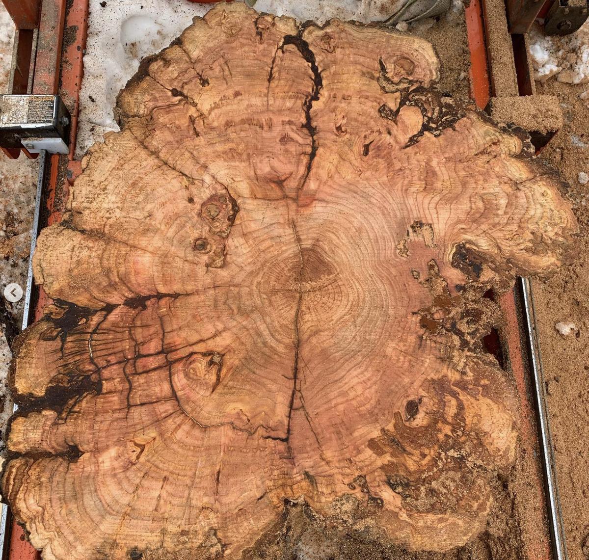 Burl slab with dense, figured grain